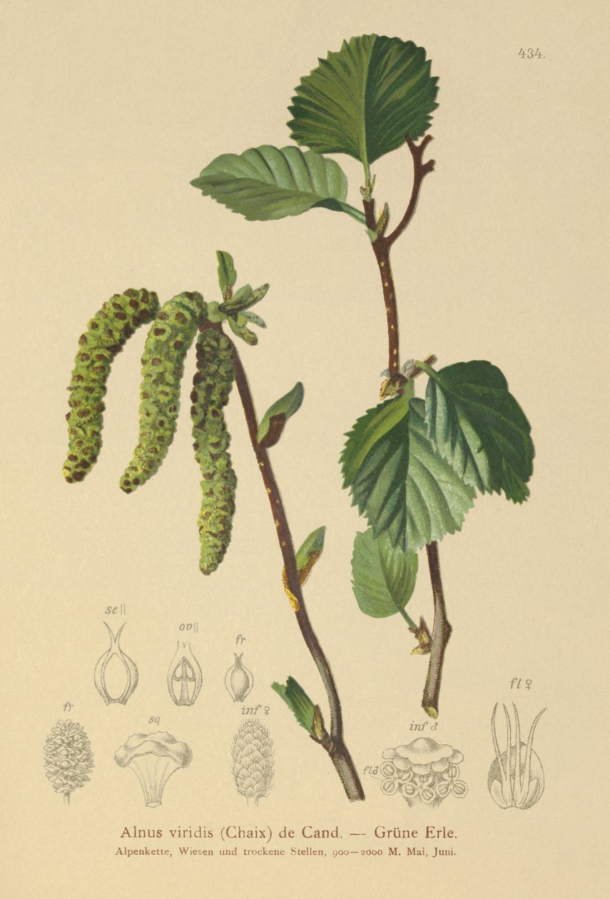 ألدر الأخضر (Alnus viridis) بواسطة المدرسة الألمانية