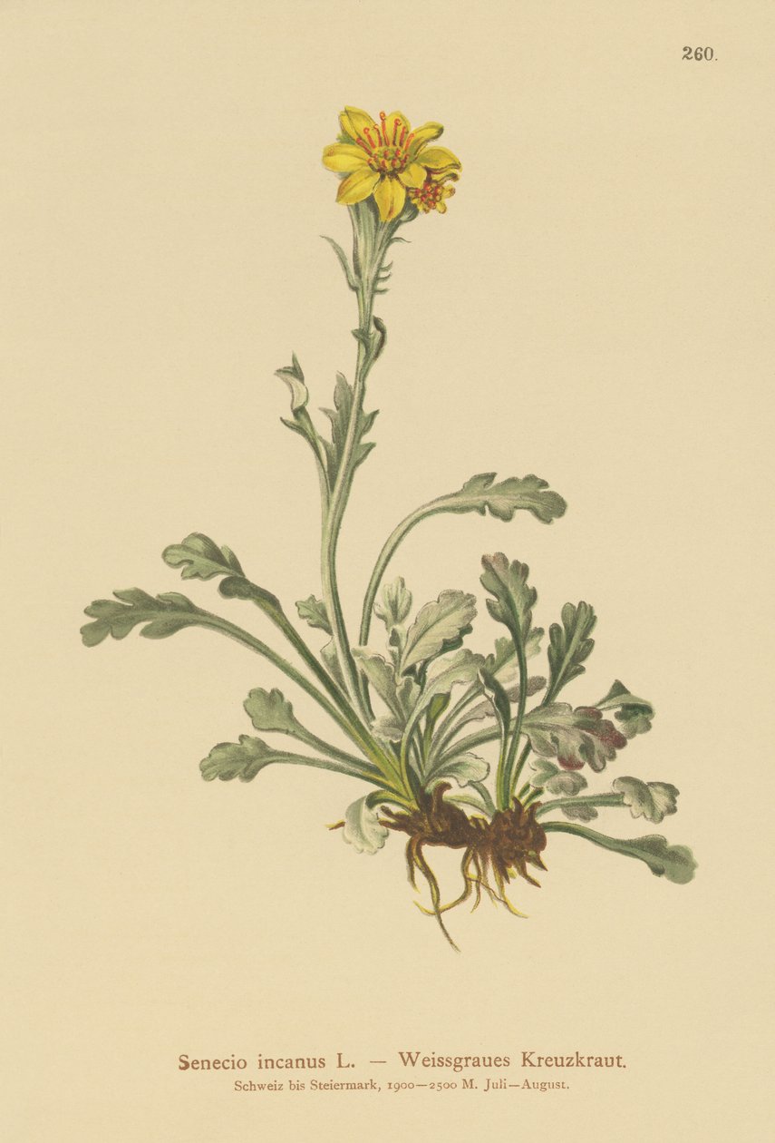 Gray Ragwort (Senecio incanus) بواسطة المدرسة الألمانية