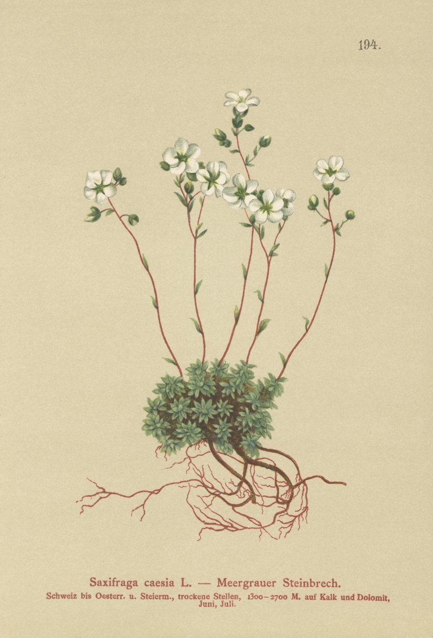 Gray Saxifrage (Saxifraga caesia) بواسطة المدرسة الألمانية
