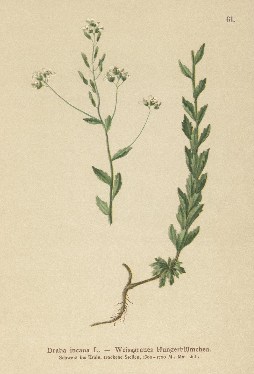 رمادي ويتلو العشب (Draba incana،) بواسطة المدرسة الألمانية