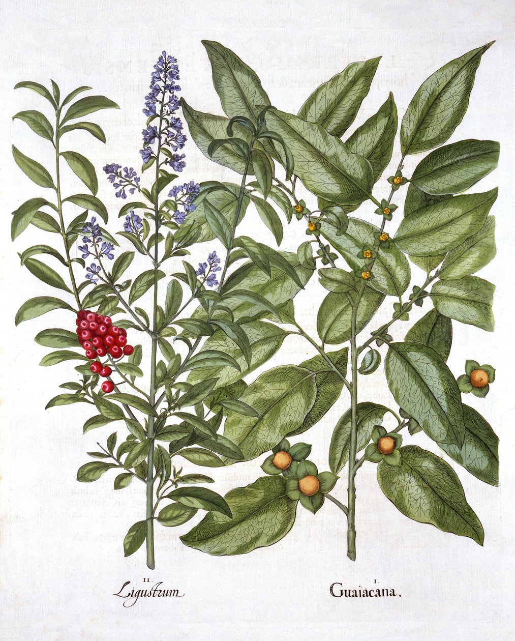 Guaiacum و Chinese Privet ، من Hortus Eystettensis ، بقلم باسل بيسلر (1561-1629) ، حانة. 1613 (نقش يدوي) بواسطة المدرسة الألمانية