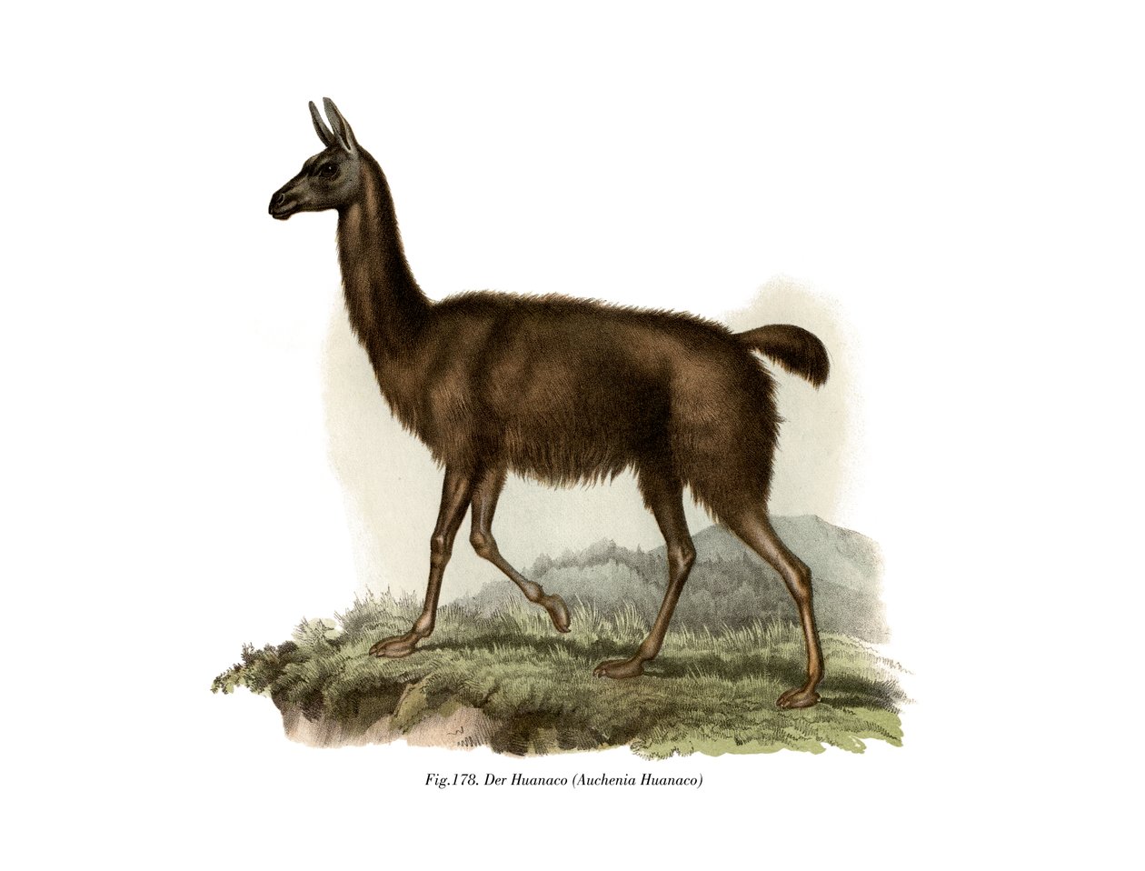 غواناكو ، 1860 بواسطة المدرسة الألمانية