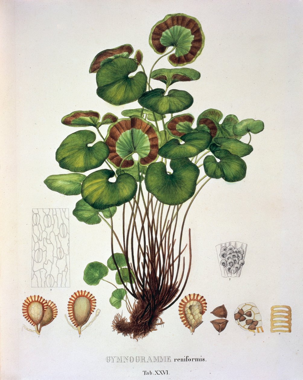 Gymnogramme Reniformis ، الجدول السادس والعشرون من "Plantarum Cryptogamicarum Brasiliensium" بقلم يوهان بابتيست فون سبيكس وكارل فريدريش فون مارتيوس بواسطة المدرسة الألمانية