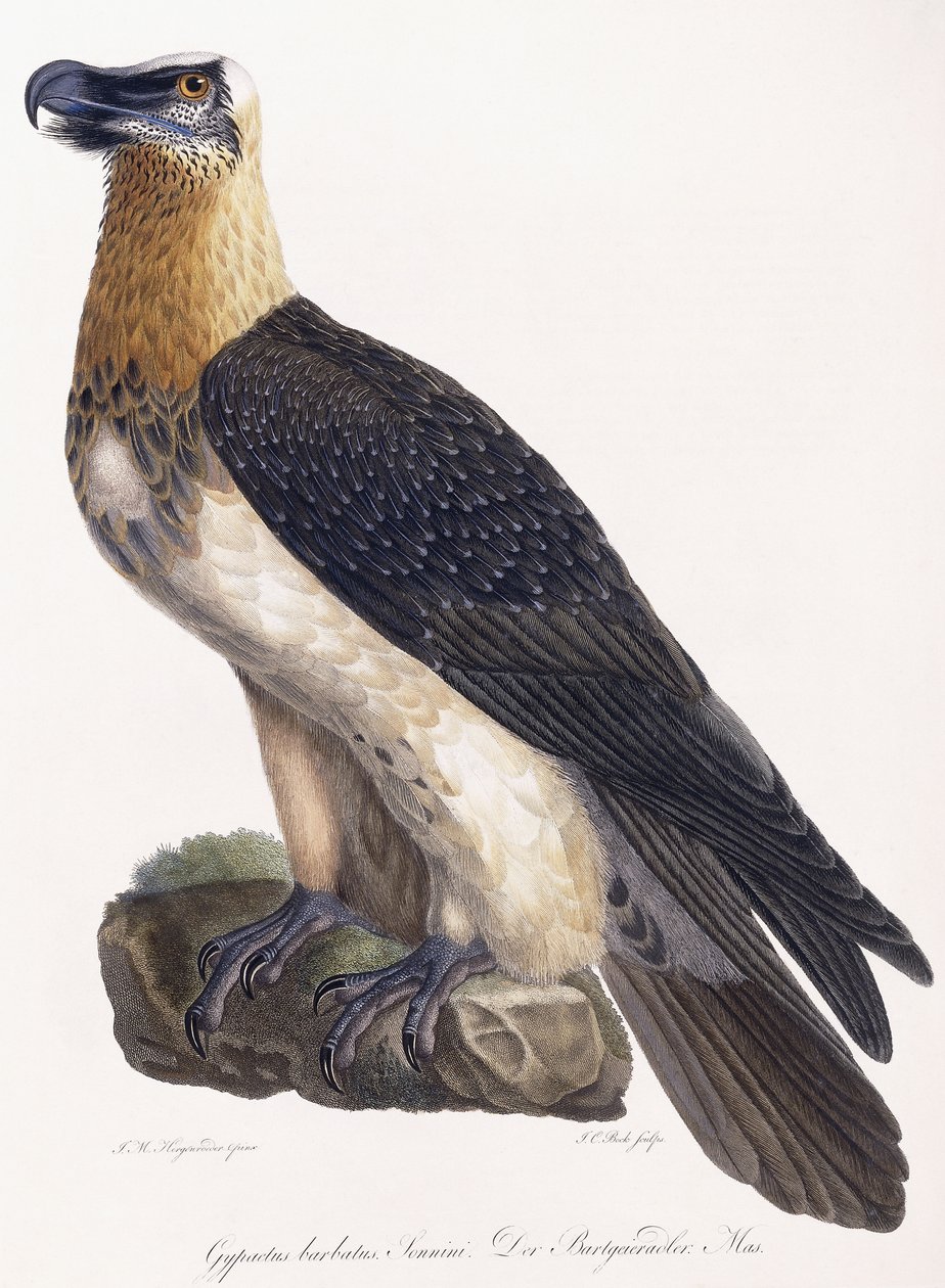 Gypaetus barbatus Sonnini بواسطة المدرسة الألمانية