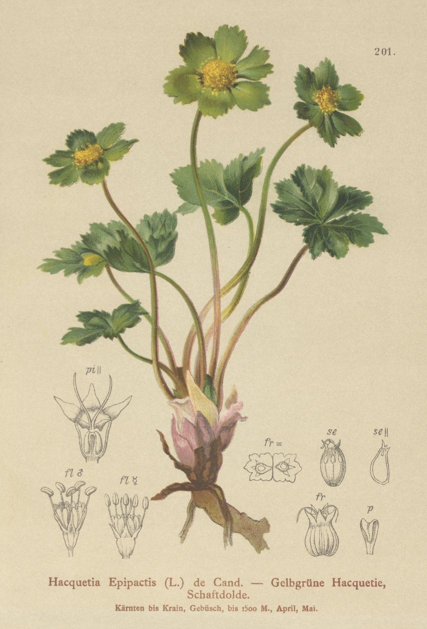 Hacquetia (Hacquetia epipactis) بواسطة المدرسة الألمانية