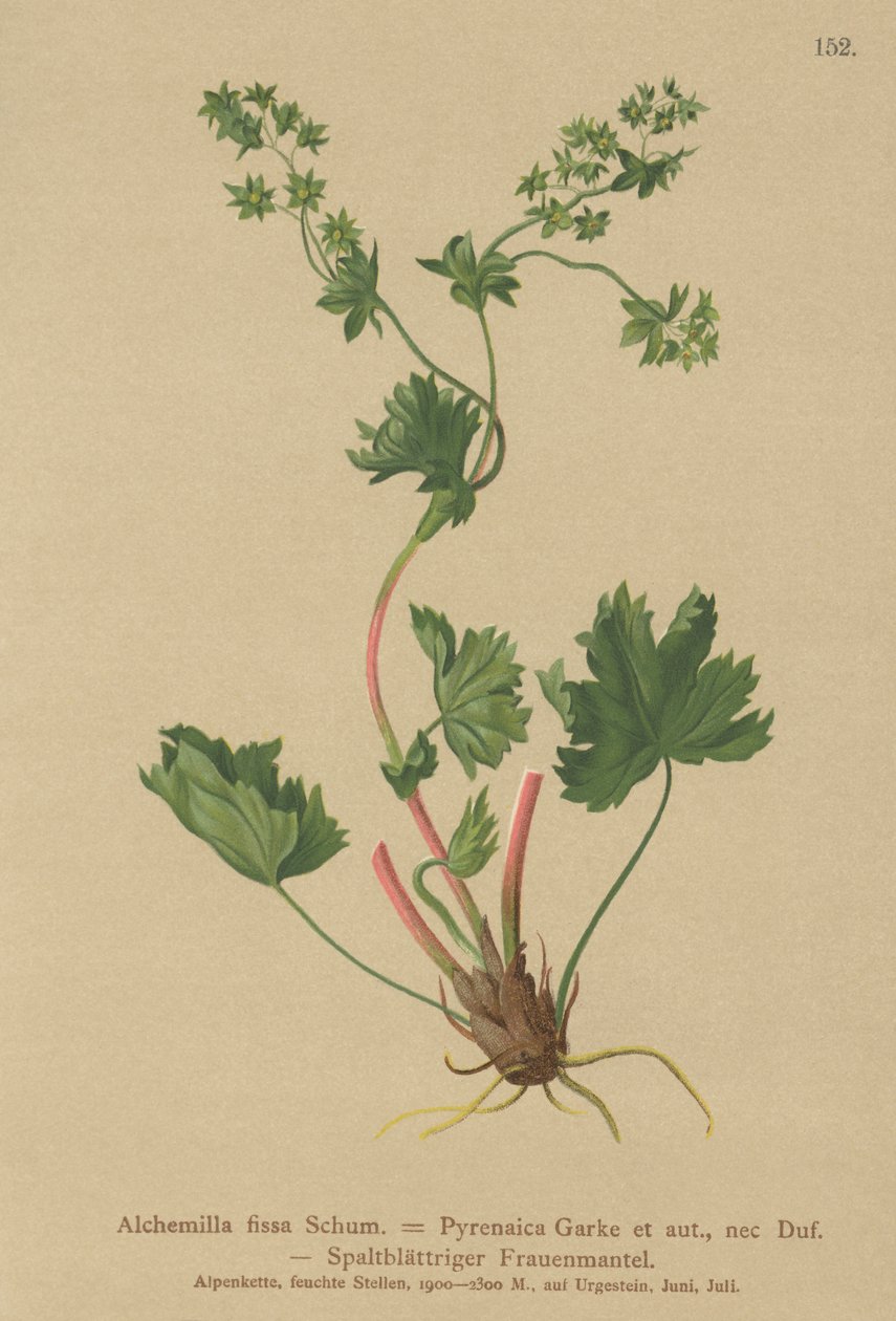 شعر بلا أكمام (Alchemilla fissa ، Alchemilla Pyrenaica) بواسطة المدرسة الألمانية