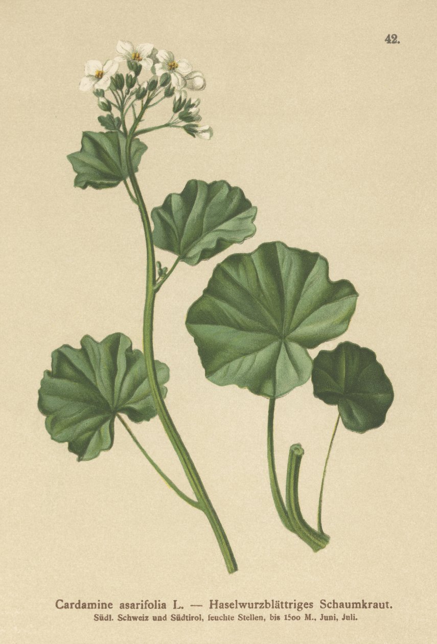 الجرجير المشعر (Cardamine asarifolia) بواسطة المدرسة الألمانية