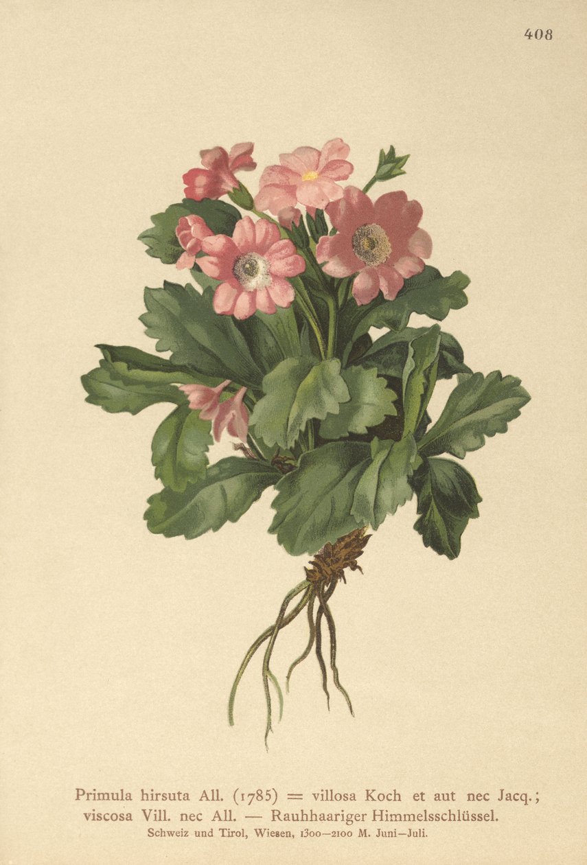 زهرة الربيع المشعرة (Primula hirsuta) بواسطة المدرسة الألمانية