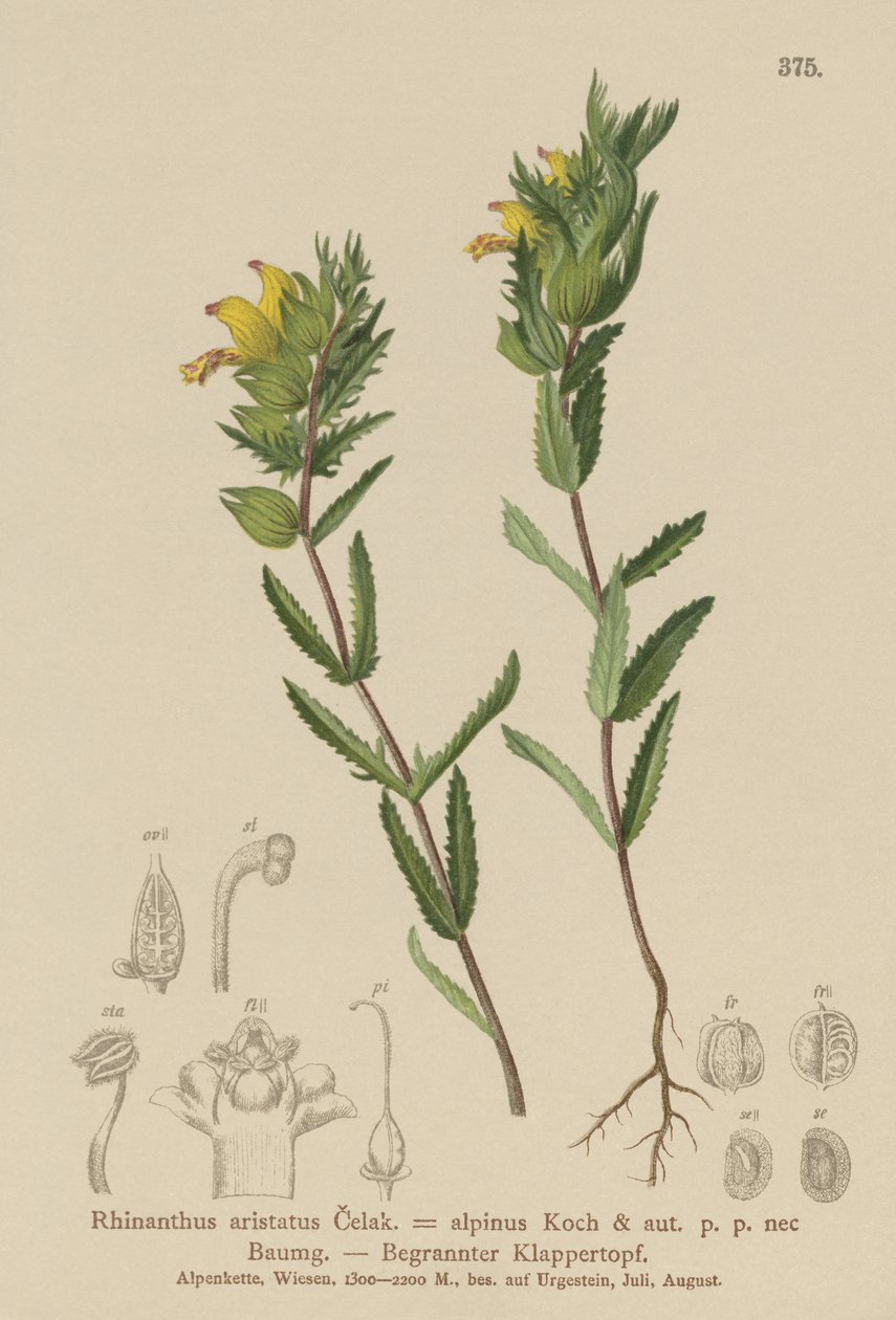 حشرجة شعر أصفر (Rhinanthus aristatus ، Rhinanthus alpinus) بواسطة المدرسة الألمانية