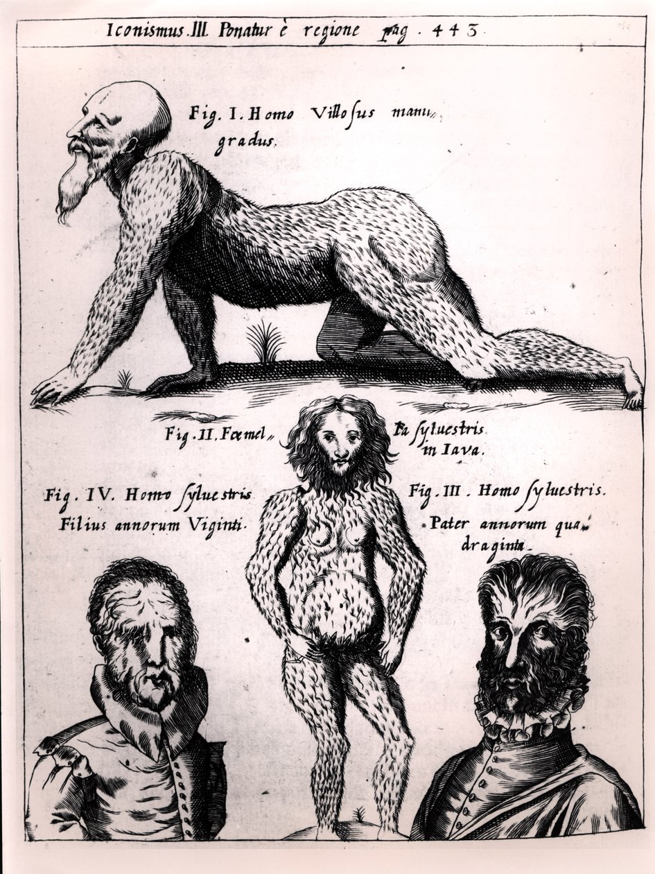 رجل مشعر ورجل بري ، التوضيح من Physica Curiosa بواسطة Gaspar Schott (1608-66) بواسطة المدرسة الألمانية