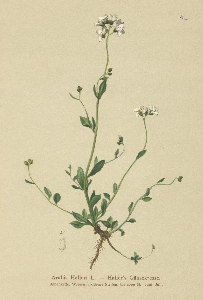 Hallers Wall-cress (الدول العربية) بواسطة المدرسة الألمانية