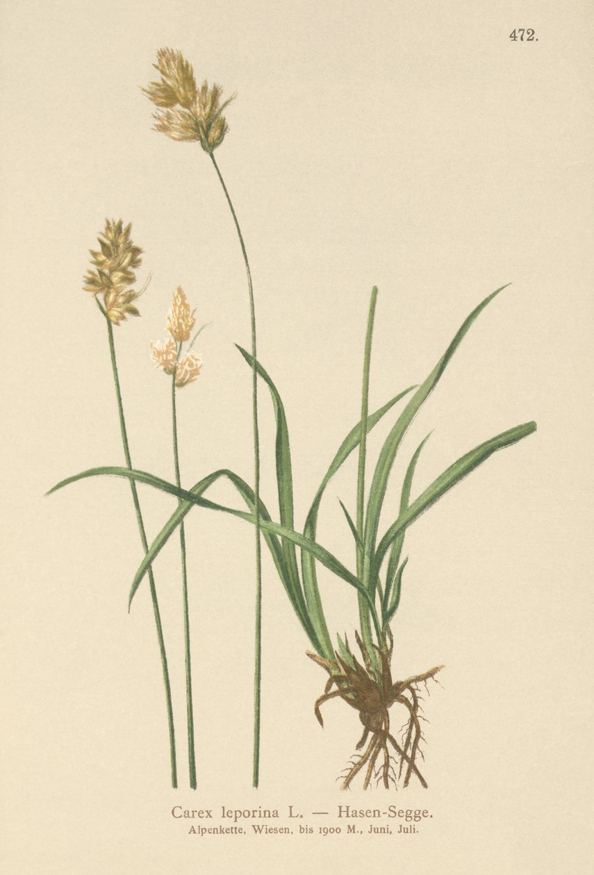 هير سيدج (Carex leporina ، Carex ovalis) بواسطة المدرسة الألمانية