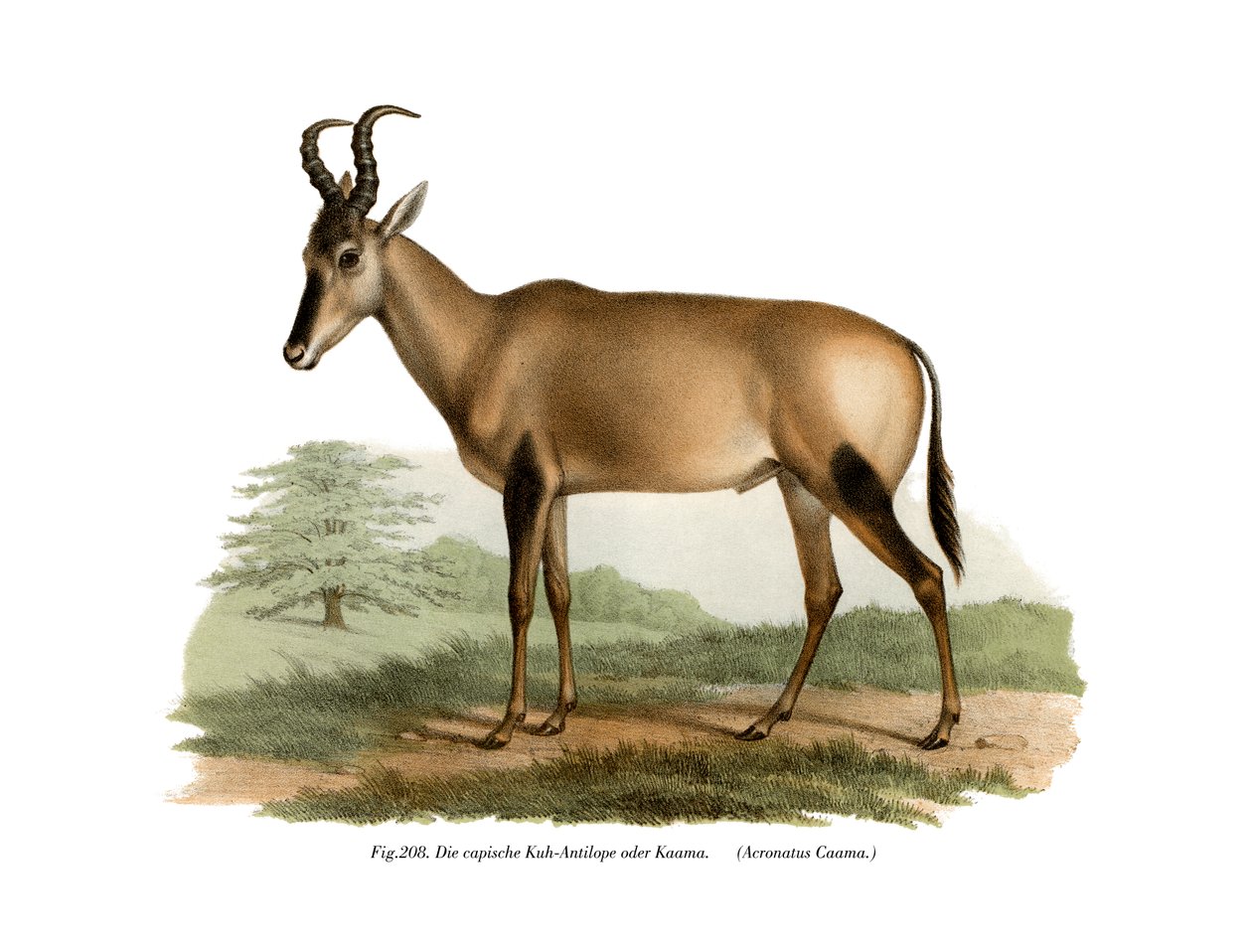 هارتيبيست ، 1860 بواسطة المدرسة الألمانية