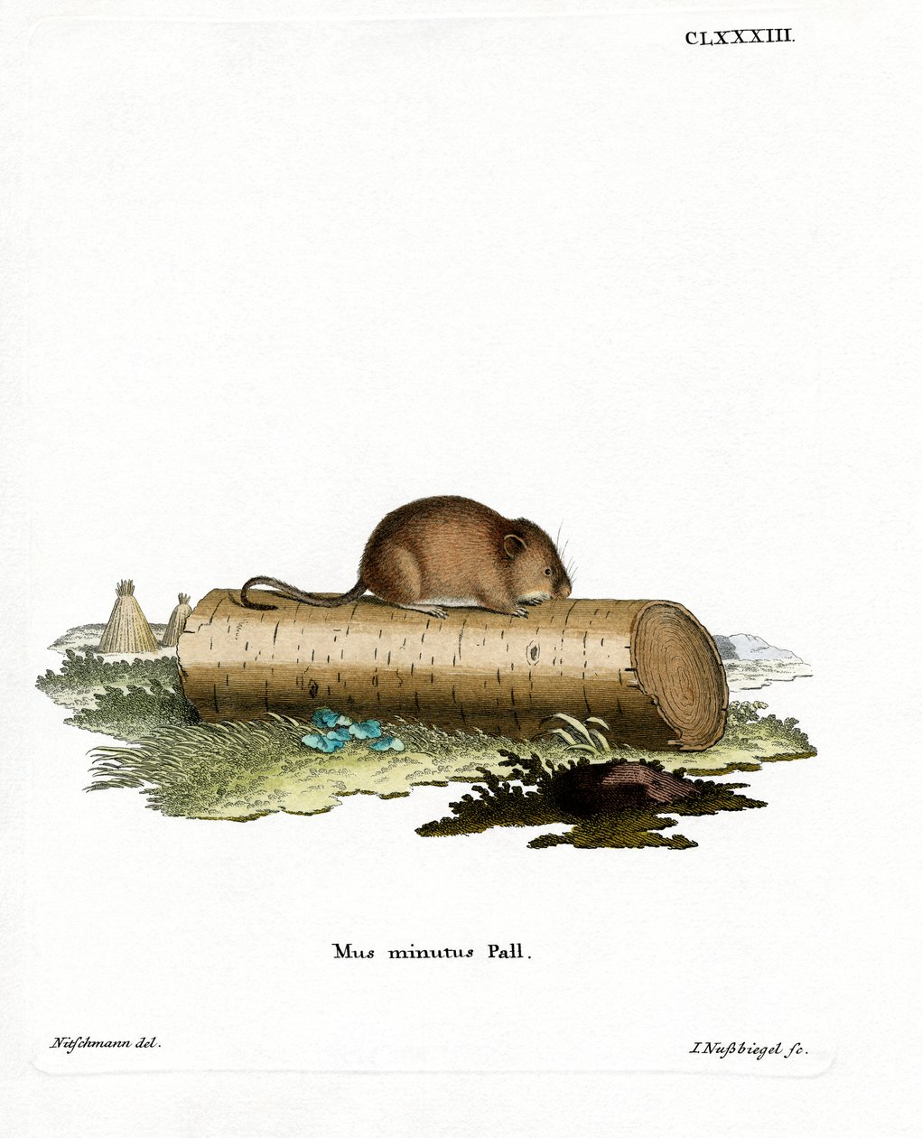 Harvest Mouse (coloured engraving) بواسطة المدرسة الألمانية