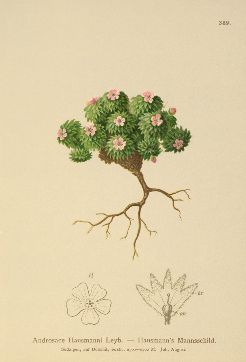 Hausmanns Rock Jasmine (Androsace Hausmannii) بواسطة المدرسة الألمانية
