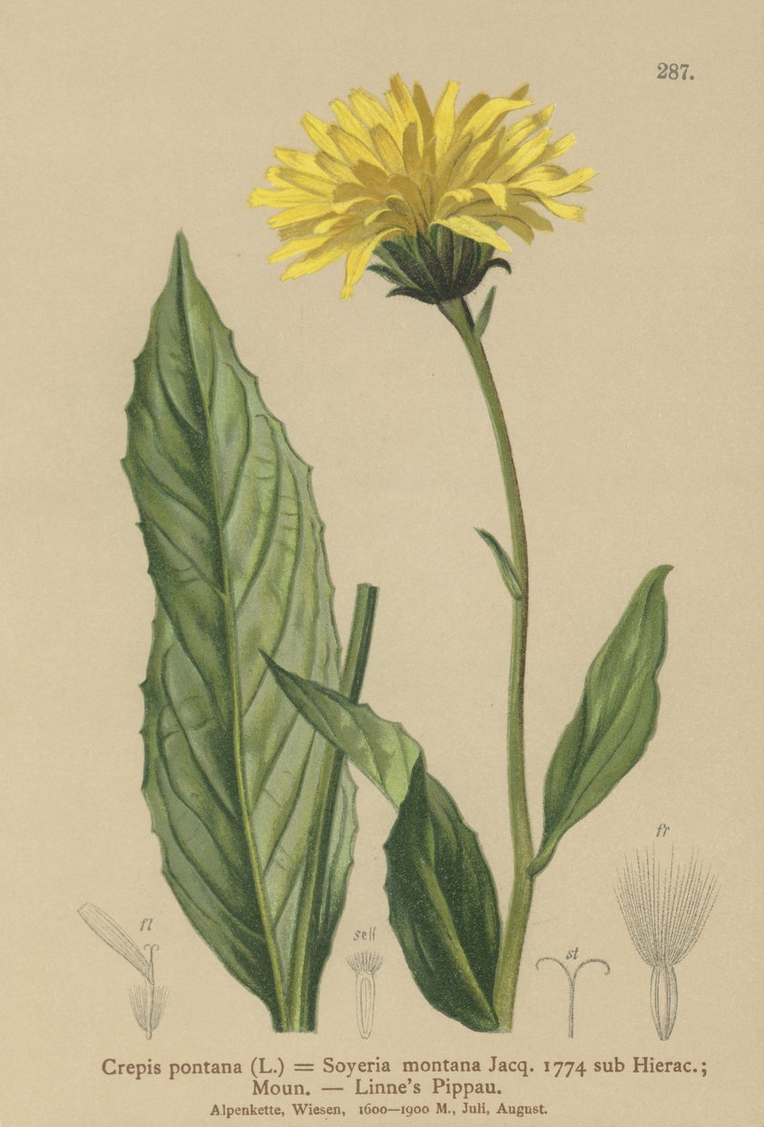 صقور اللحية (Crcpis Bocconi ، Crcpis Drogheda Crcpis country Hieracium Mountains by Soyeria angustifolia) بواسطة المدرسة الألمانية