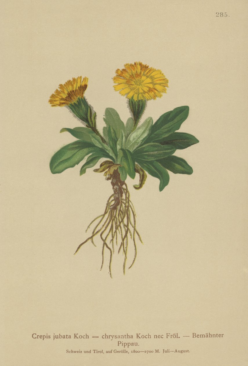 صقور اللحية (Crepis jubata ، Crepis rhaetica) بواسطة المدرسة الألمانية