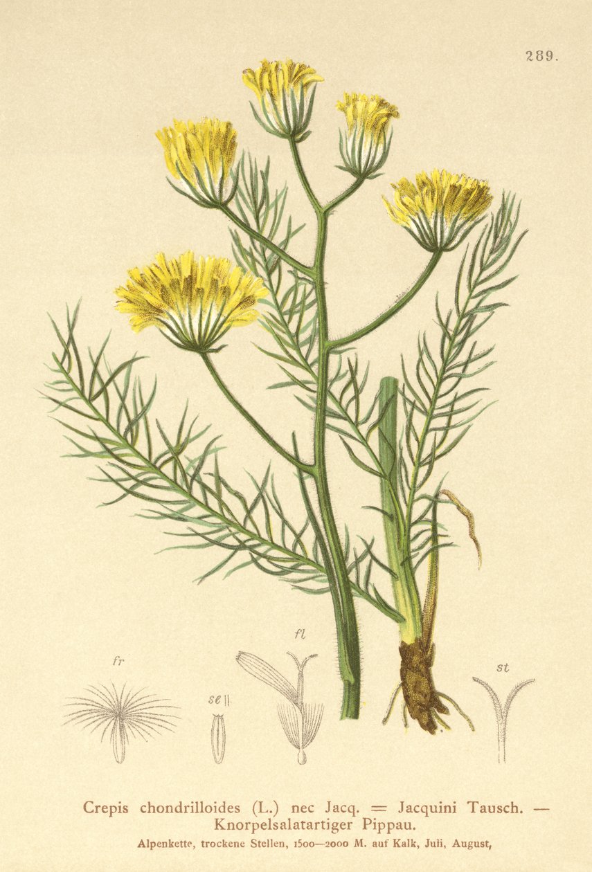 هوكس بيرد (Crepis chondrilloides) بواسطة المدرسة الألمانية
