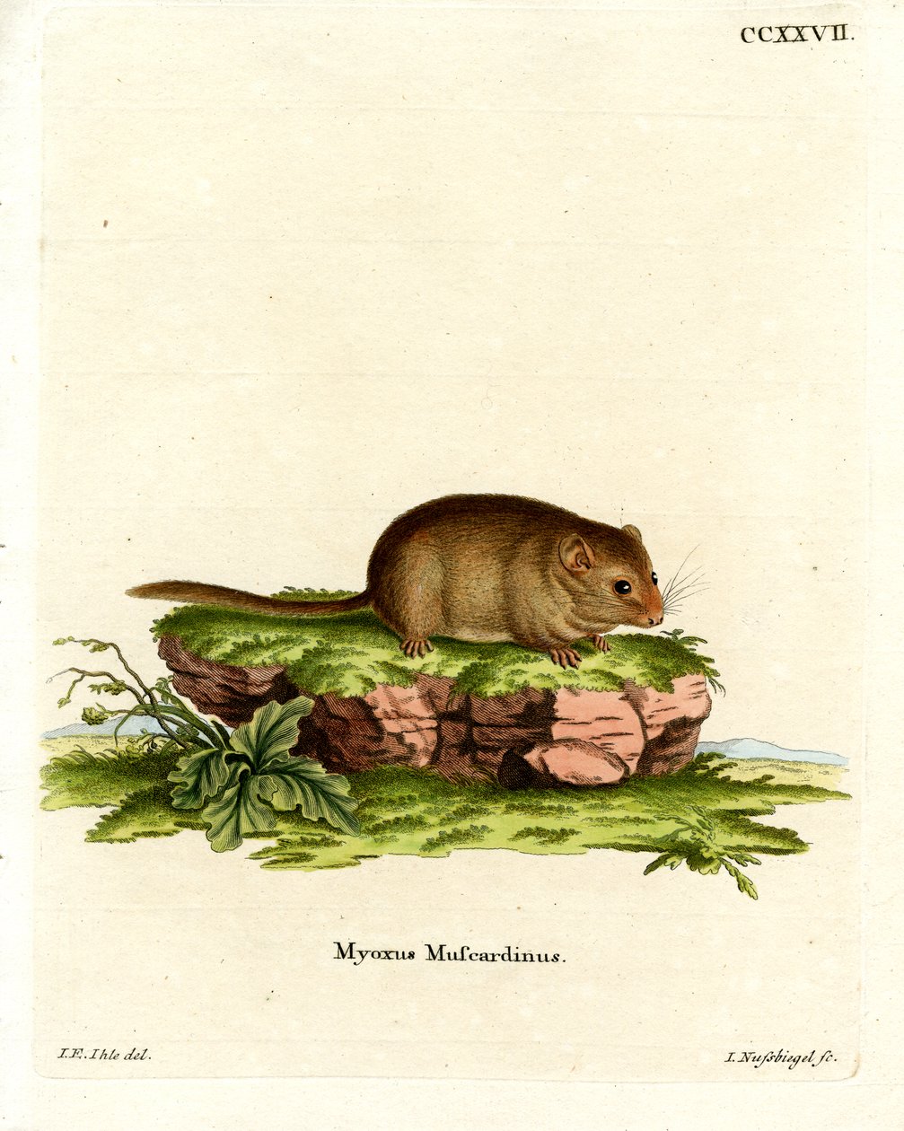 عسلي Dormouse (نقش ملون) بواسطة المدرسة الألمانية