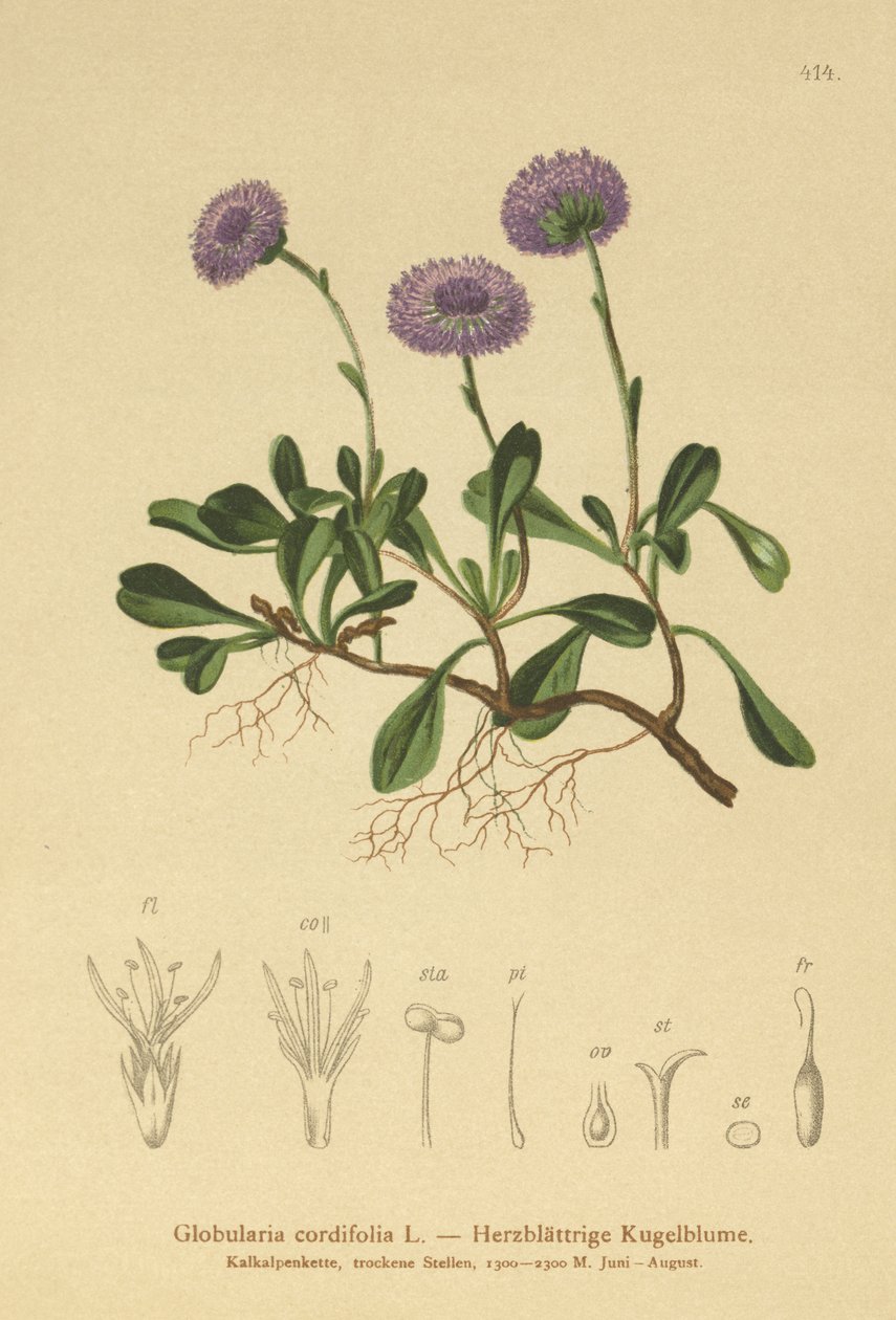 زهرة الأقحوان ذات الأوراق القلبية (Globularia cordifolia) بواسطة المدرسة الألمانية