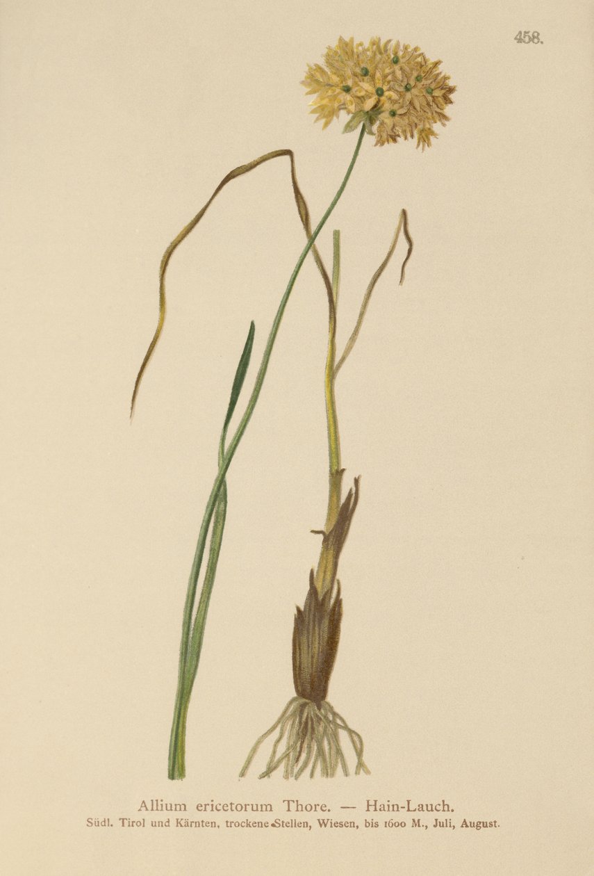 HEATH Garlic (علامات Allium ، الثوم الصلب ، Allium graminifolium) بواسطة المدرسة الألمانية