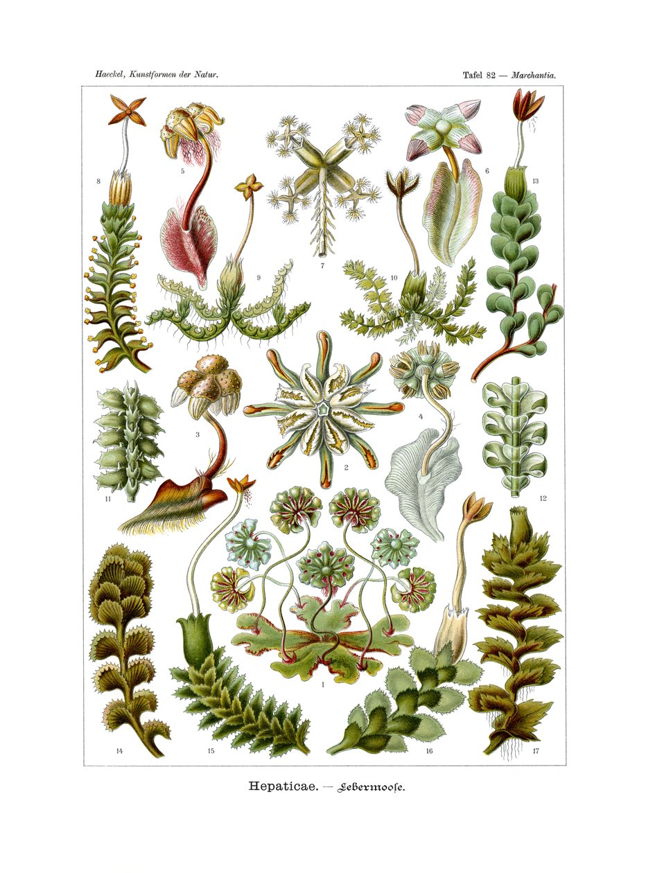 Hepaticae ، 1899-1904 بواسطة المدرسة الألمانية