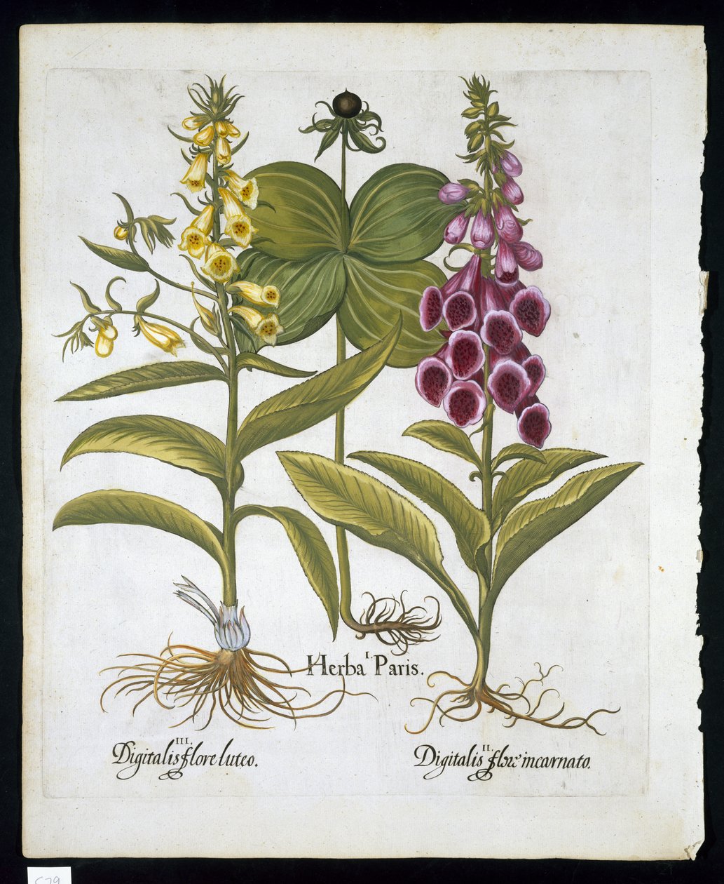 Herb Paris (Solanum quadrifolium) ، Common Foxglove (Digitalis Purpurea) Large Yellow Foxglove من Hortus Eystettensis بواسطة Basil Besler (1561-1629) pub 1613 (نقش ملون باليد) بواسطة المدرسة الألمانية