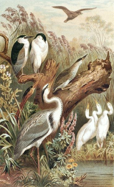 مالك الحزين ، لوحة من "Brehm's Animal Life: General Knowledge Kingdom of Animal Kingdom" ، المجلد 6 ، ص 483 ، نشره المعهد الببليوغرافي بواسطة المدرسة الألمانية