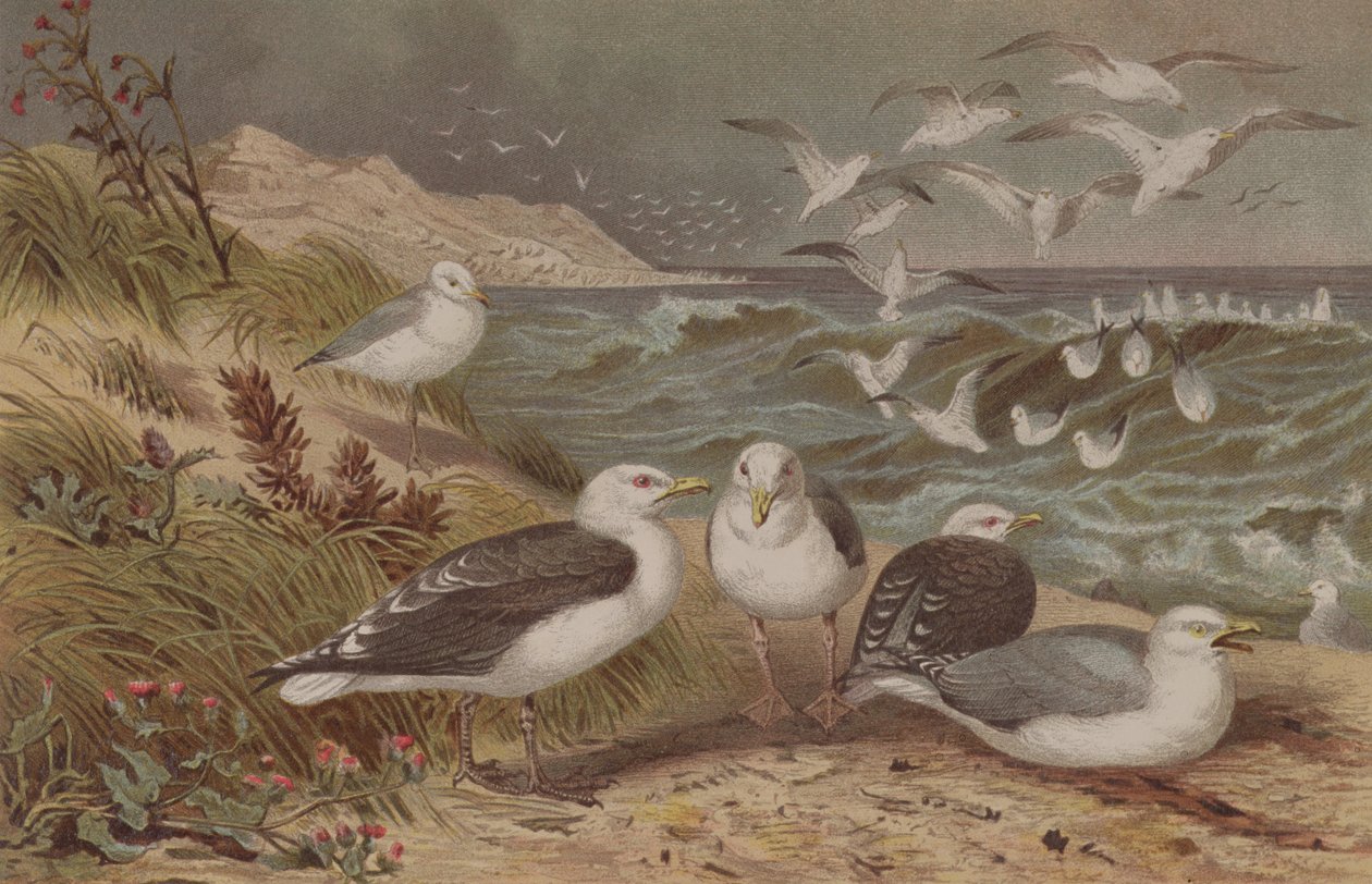 Herring Gull and Great Black-Backed Gull، plate from Brehms Tierleben: Allgemeine Kunde des Tierreichs، vol.6، p.108، الذي نشره Bibliographisches Institut، 1892 بواسطة المدرسة الألمانية