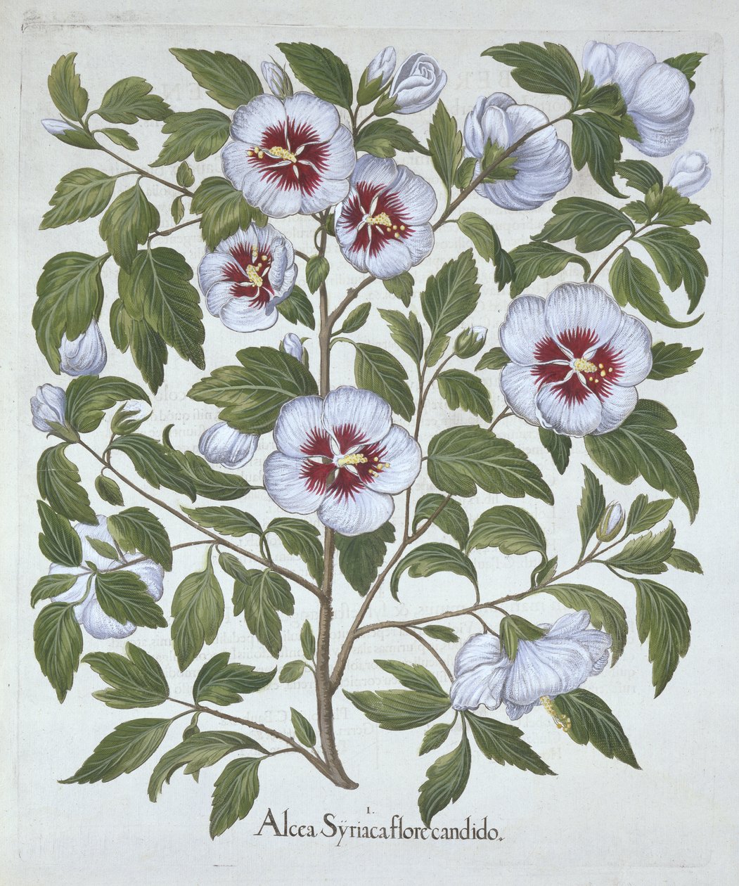 الكركديه syriacus ، من Hortus Eystettensis ، بقلم باسل بيسلر (1561-1629) ، حانة. 1613 (نقش يدوي) بواسطة المدرسة الألمانية