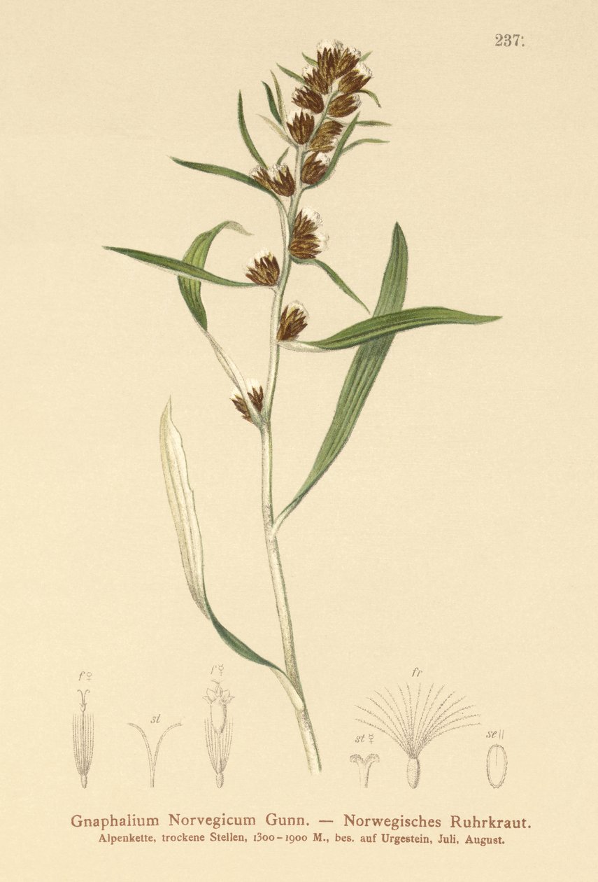 هيدل كودويد (Gnaphalium norvegicum) بواسطة المدرسة الألمانية