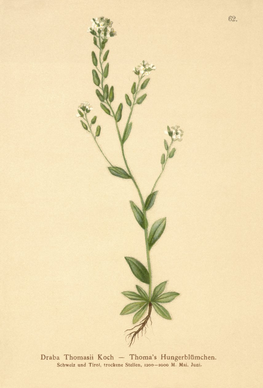 هواري ويتلو العشب (Draba Thomasii) بواسطة المدرسة الألمانية