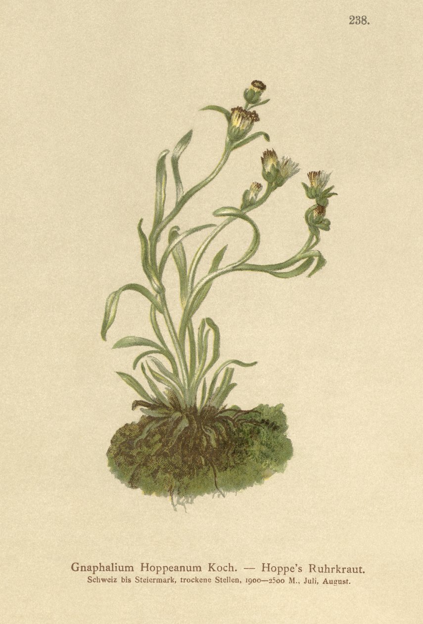 Coppweed Hoppes (Gnaphalium Hoppeanum ، Omalotheca hoppeana) بواسطة المدرسة الألمانية