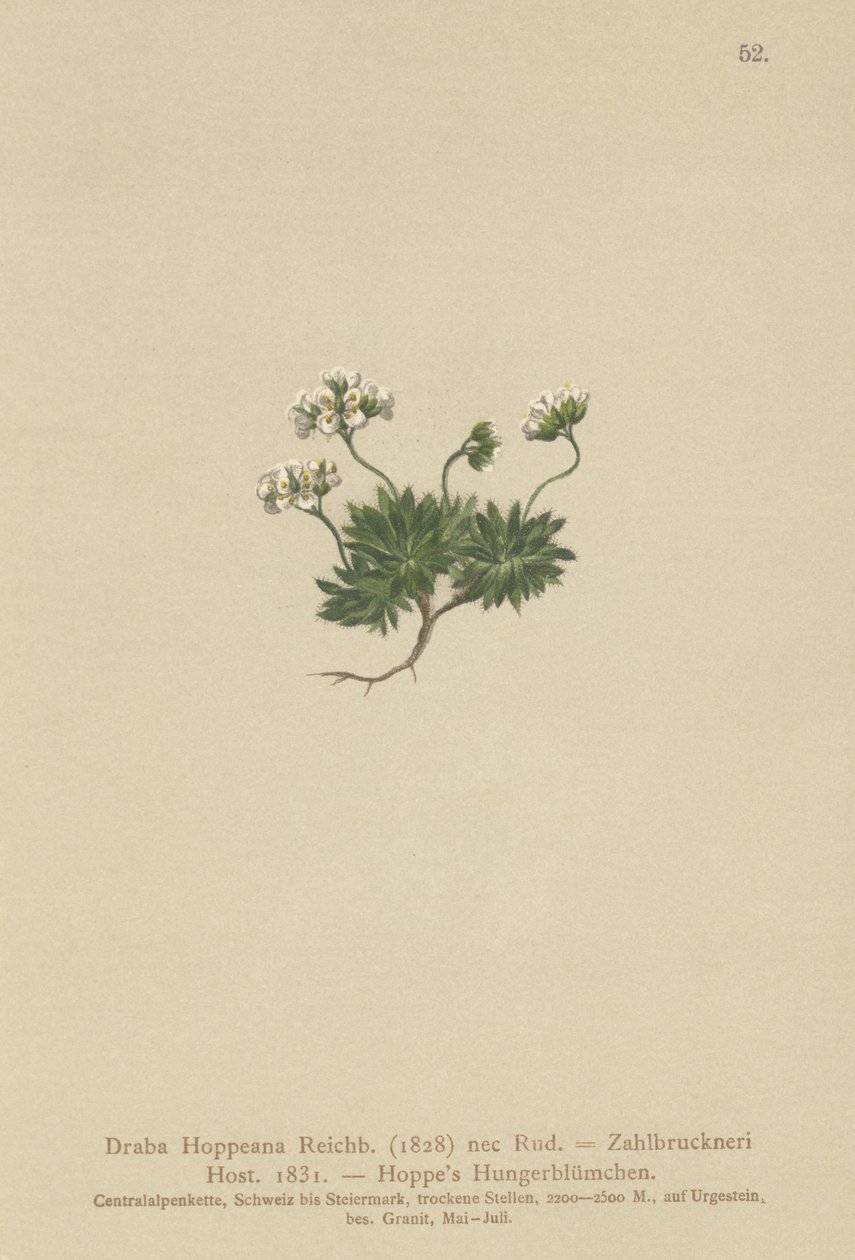 Hoppes Whitlow-grass (Draba Hoppeana ، Draba Zahlbruckneri) بواسطة المدرسة الألمانية