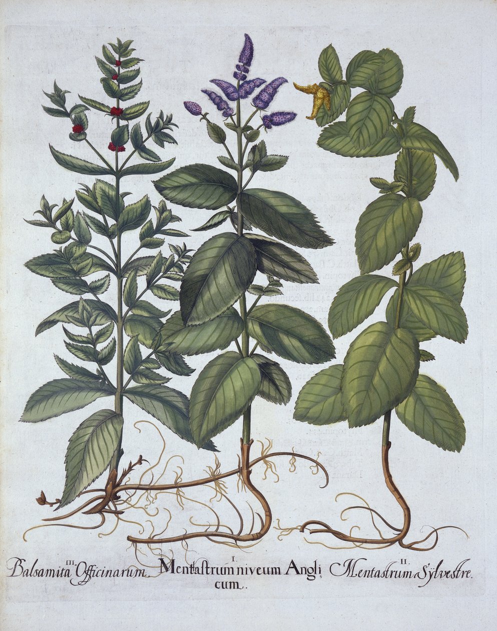 الحصان والنعناع ، من Hortus Eystettensis ، بقلم Basil Besler (1561-1629) ، حانة. 1613 (نقش يدوي) بواسطة المدرسة الألمانية