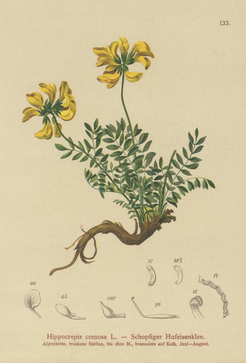 حدوة البيقية (Hippocrepis comosa) بواسطة المدرسة الألمانية