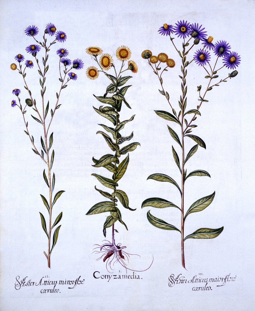 HorseweedButterweedFleabane والأقحوانات Michaelmas الأوروبية ، من Hortus Eystettensis ، بقلم Basil Besler (1561-1629) ، حانة. 1613 (نقش يدوي) بواسطة المدرسة الألمانية