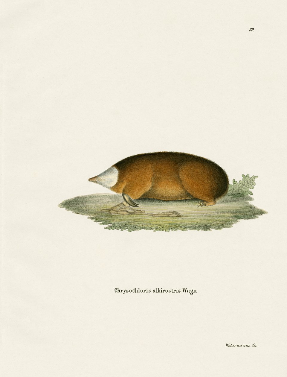 Hottentot Golden Mole (نقش ملون) بواسطة المدرسة الألمانية