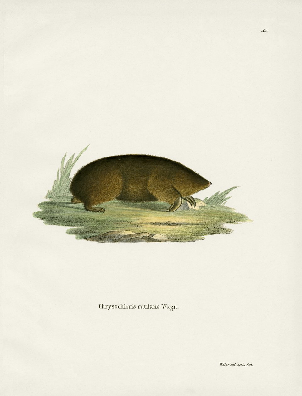 Hottentot Golden Mole (نقش ملون) بواسطة المدرسة الألمانية