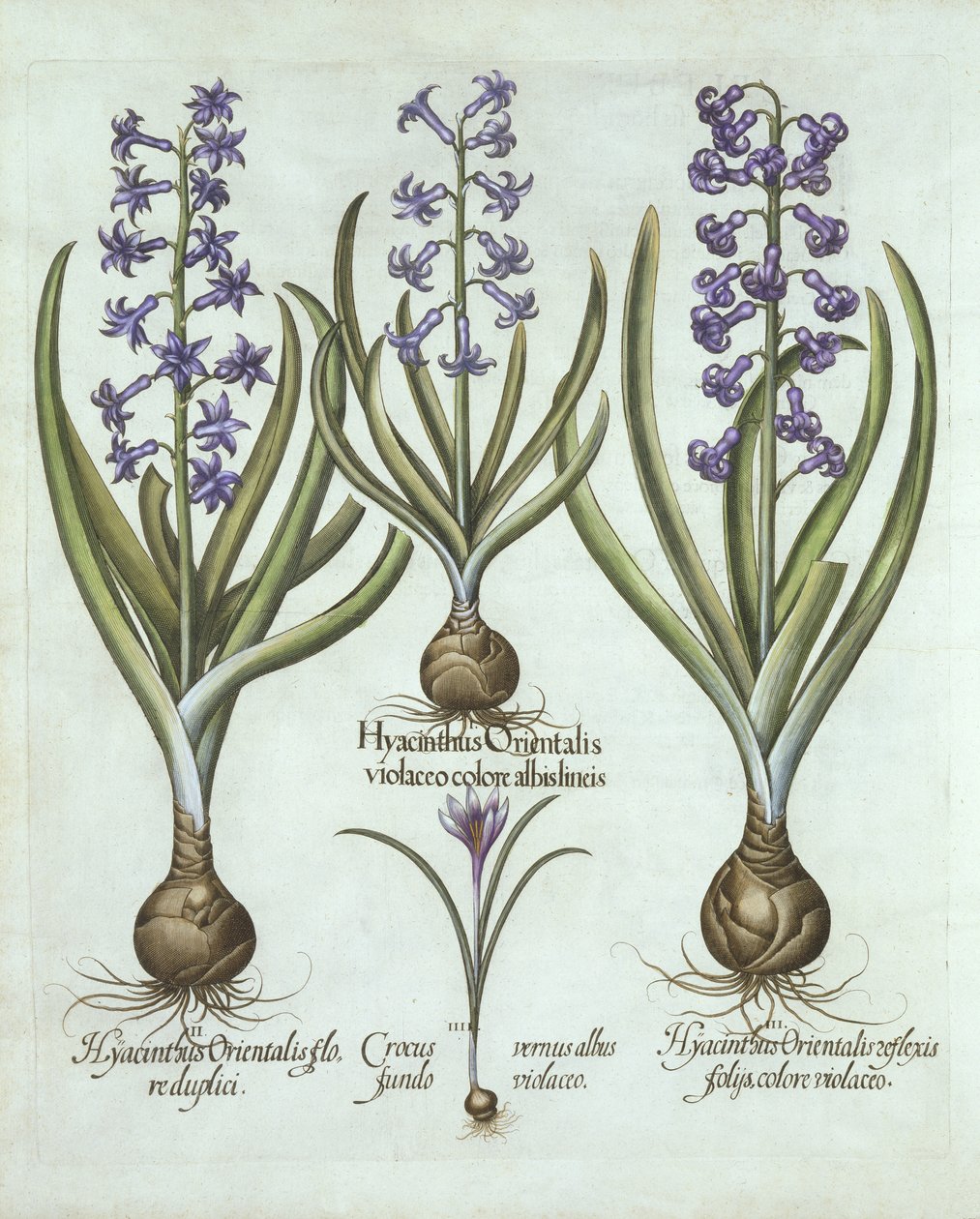 صفير وخريف زعفران ، من Hortus Eystettensis ، بقلم Basil Besler (1561-1629) ، حانة. 1613 (نقش يدوي) بواسطة المدرسة الألمانية
