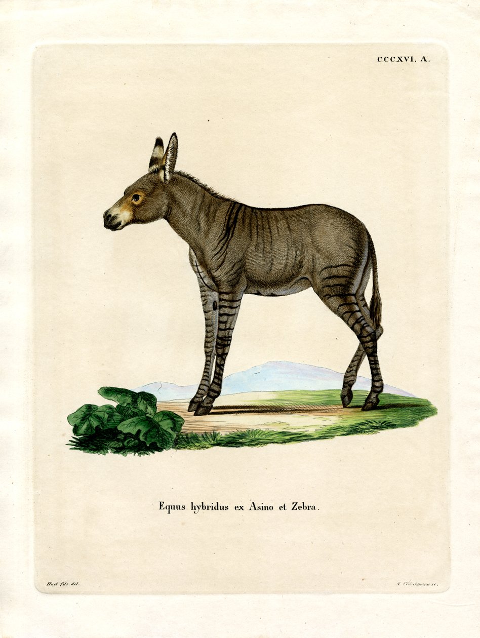Hybridd Zebra (نقش ملون) بواسطة المدرسة الألمانية