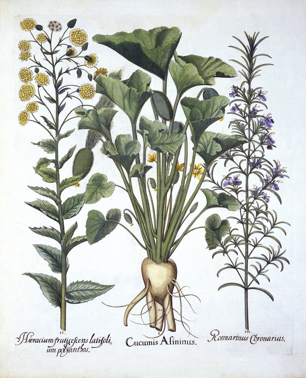 I Squirting cucumber، ii Narrowleaf Hawkweed، iii Rosemary، from Hortus Eystettensis، by Basil Besler (1561-1629) pub. 1613 بواسطة المدرسة الألمانية