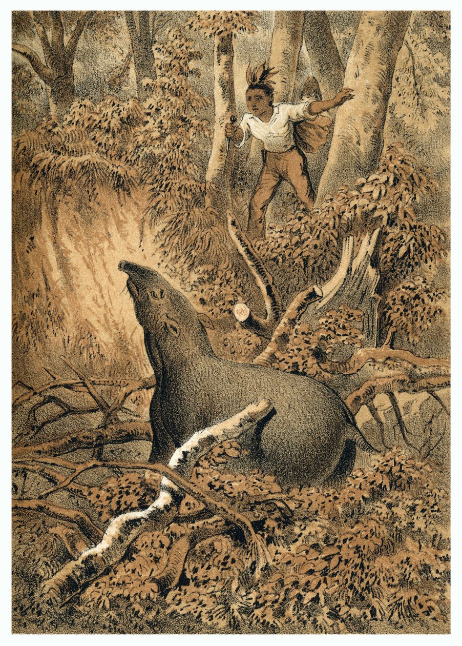 رسم توضيحي لصيد التابير الهندي في غابات الأمازون. في "The Boatslieden der Amazon-River" ، كارل مولر ، هولندا بواسطة المدرسة الألمانية