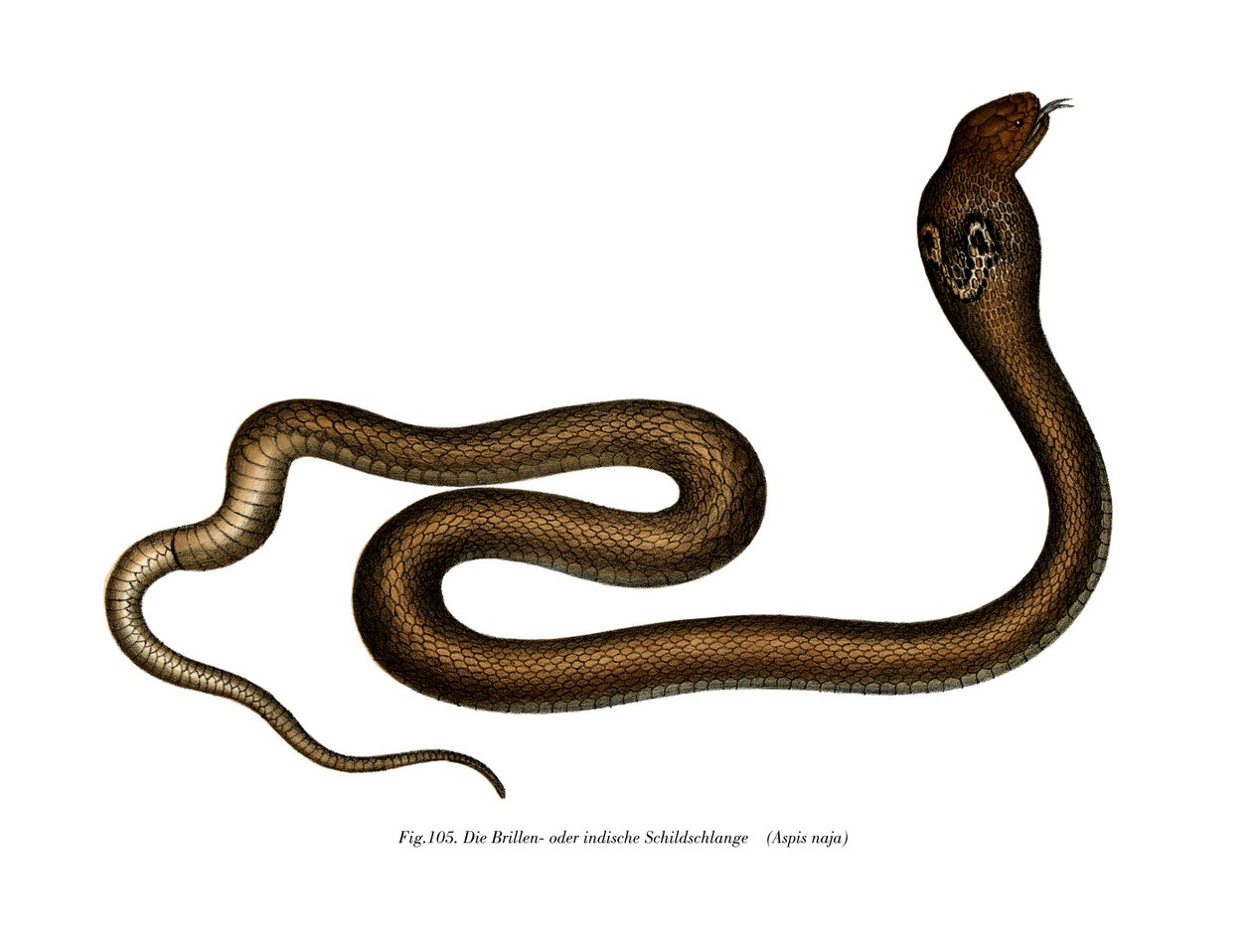 Indian Cobra (colour litho) بواسطة المدرسة الألمانية