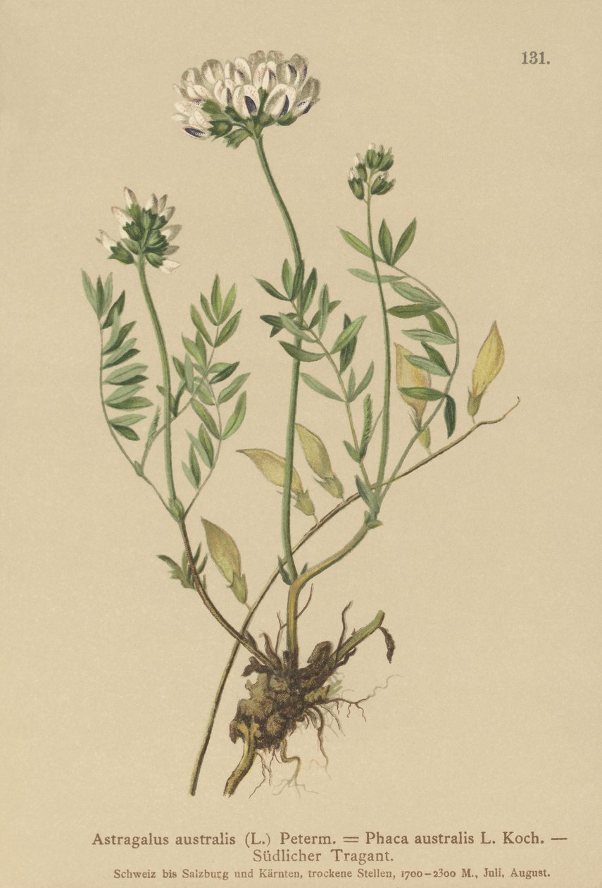 Milkvetch الهندي (Astragalus australis ، Astragalus aboriginum ، Phaca australis) بواسطة المدرسة الألمانية