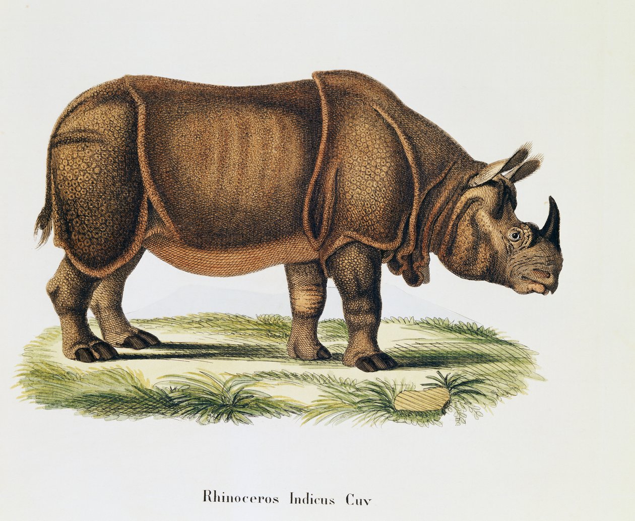 Indian rhinoceroses (Rhinoceros indicus), from Mammals illustrated from Nature with descriptions, by Johann Christian Daniel von Schreber (1739-1810), engraving and drawing by A Fleischmann, volume 6-7, table 317-D-D, Germany بواسطة المدرسة الألمانية