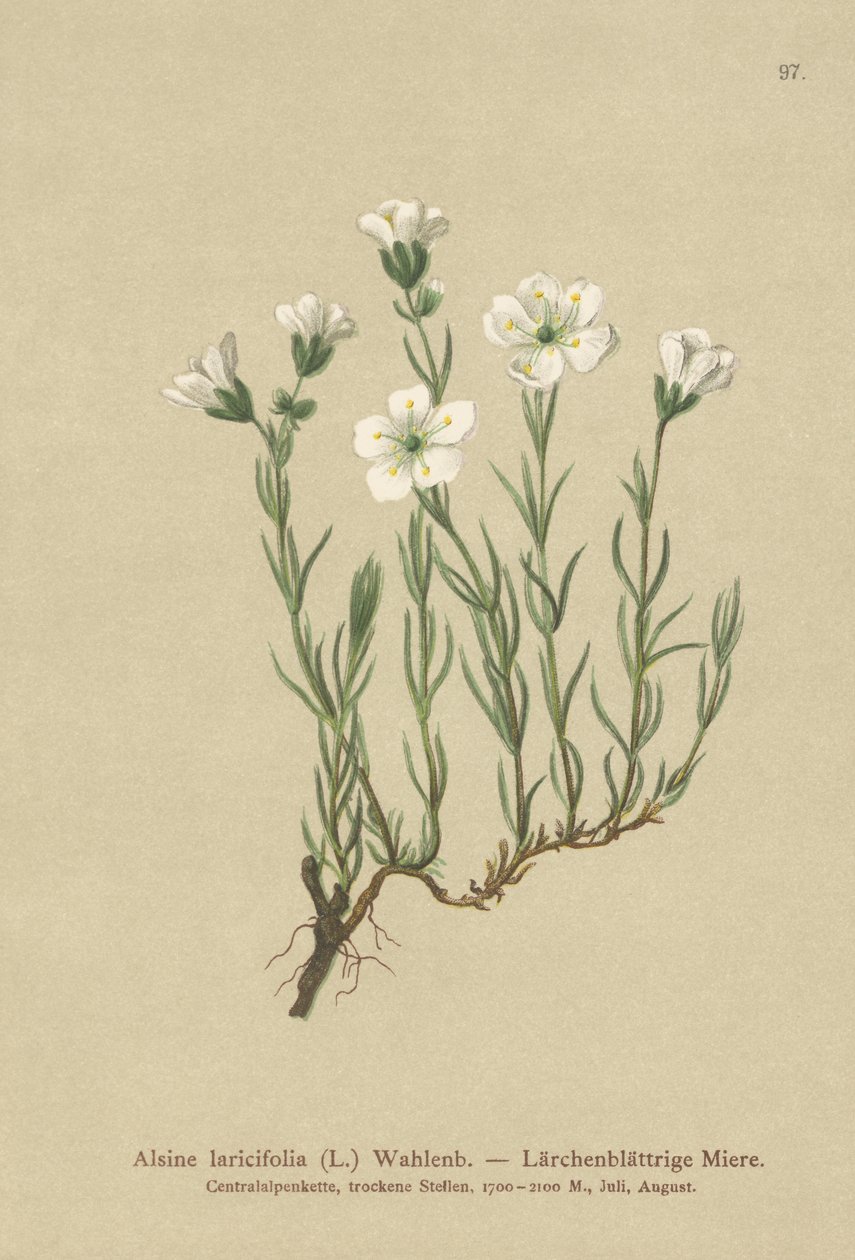 نبتة جبال الألب الداخلية (Larineifolia Alsine ، Minuartia laricifolia ، Arenaria laricifolia) بواسطة المدرسة الألمانية