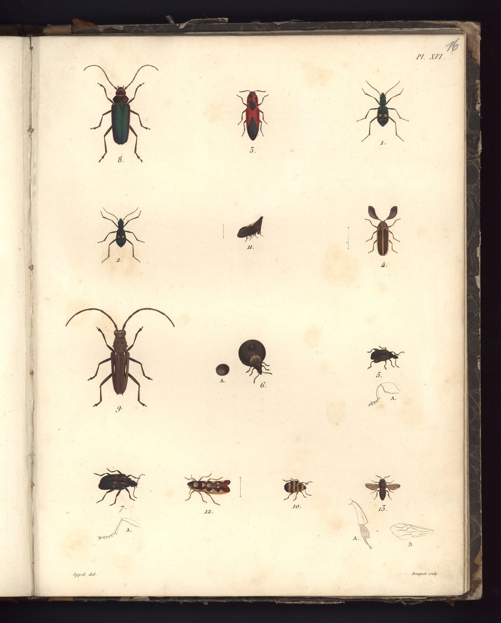 Insecta ، Pl. XVI ، توضيح من خلاصة ملاحظة علم الحيوان والتشريح المقارن ، المصنوعة في منطقة المحيط الأطلسي ، وفي داخل القارة الجديدة وفي بحر الجنوب خلال السنوات 179 بواسطة المدرسة الألمانية