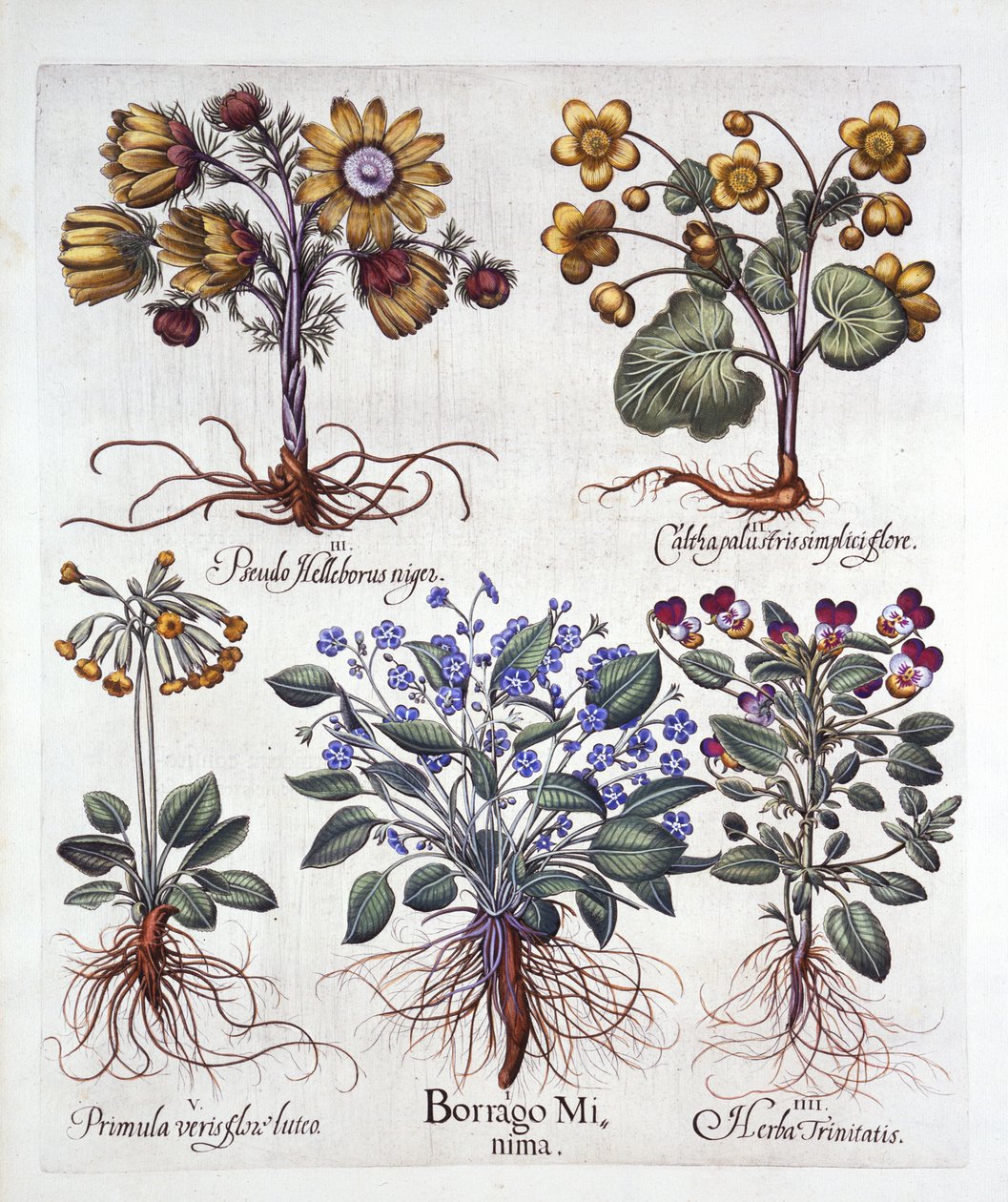 Ipheion Rolf Fiedler Spring Starflower، Marsh Marigold، Pseudo Helleborus، Viola Tricolor and Cowslip، from Hortus Eystettensis، by Basil Besler (1561-1629)، pub. 1613 (نقش يدوي) بواسطة المدرسة الألمانية