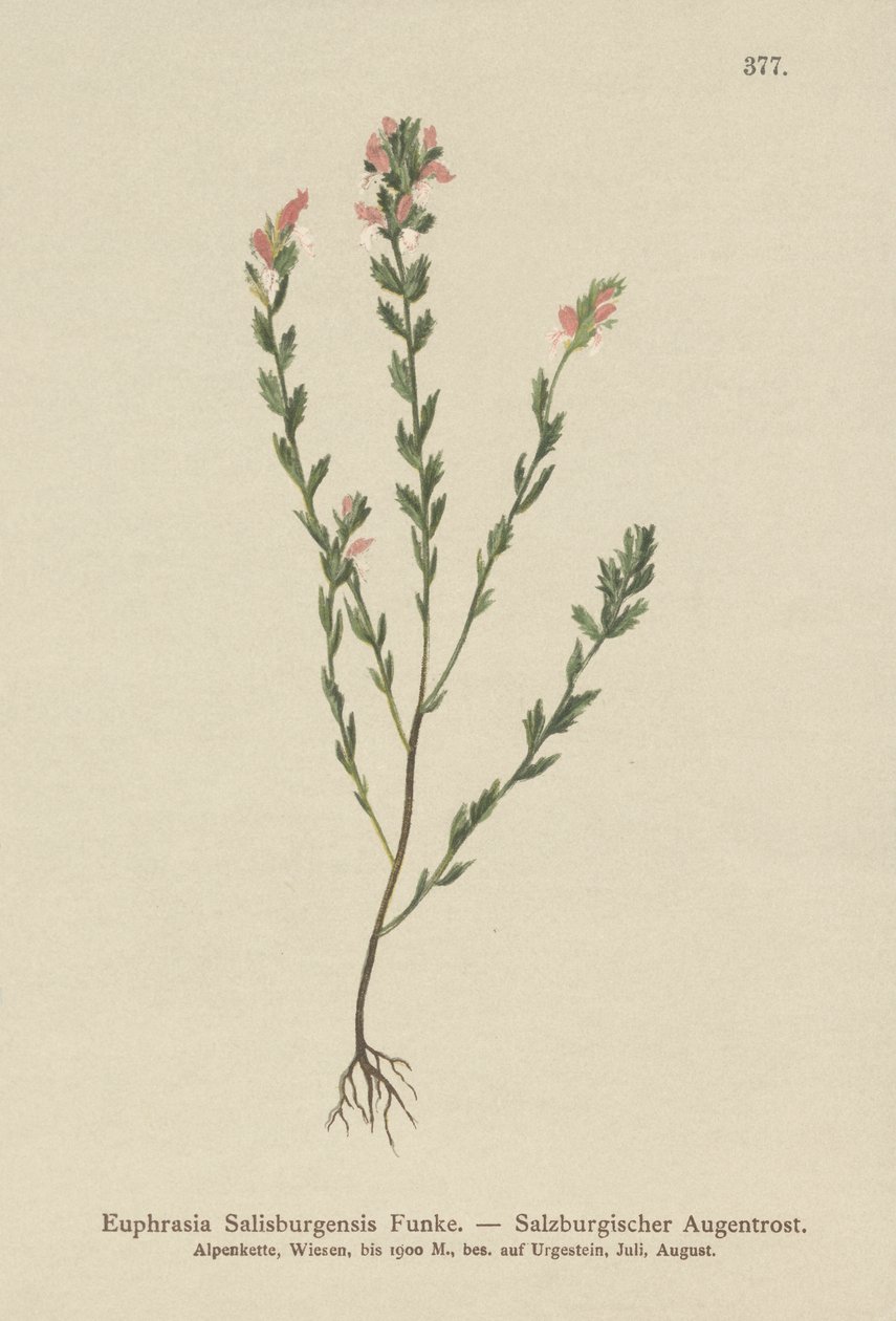 الايربرايت (Euphrasia Salisburgensis) بواسطة المدرسة الألمانية